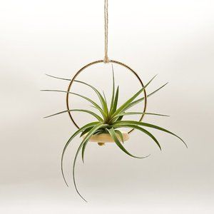 Efeu Hanging Air Plant Display